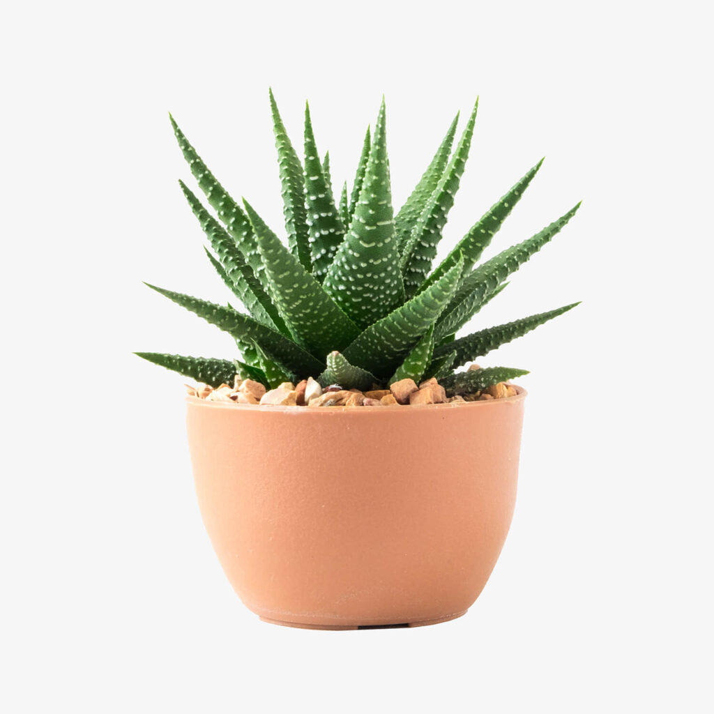 Table-top Pot