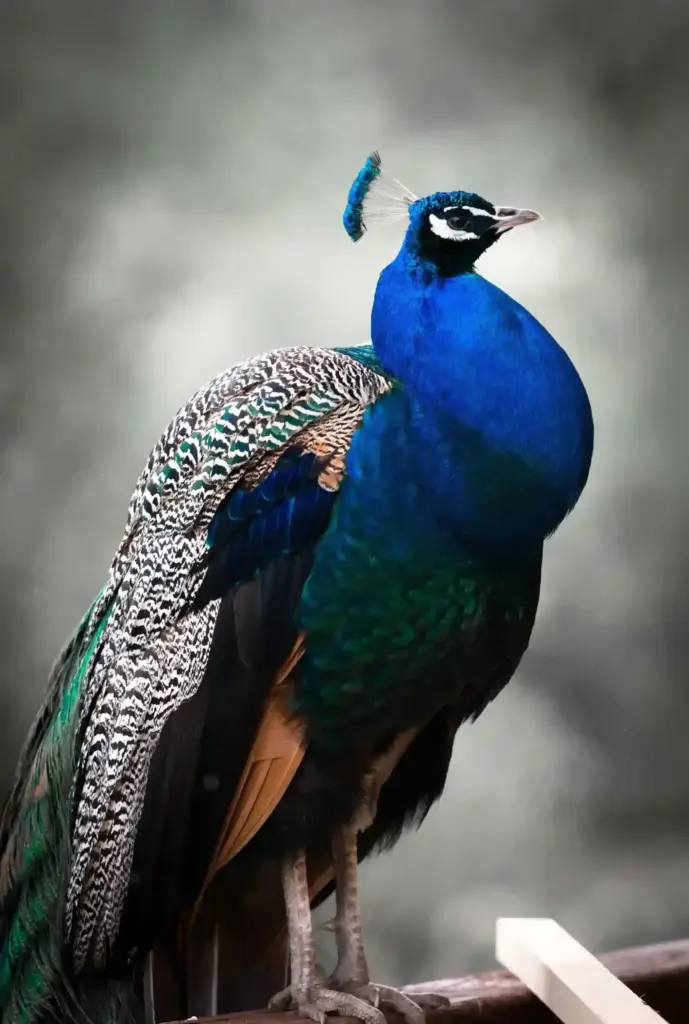 Image gallery image