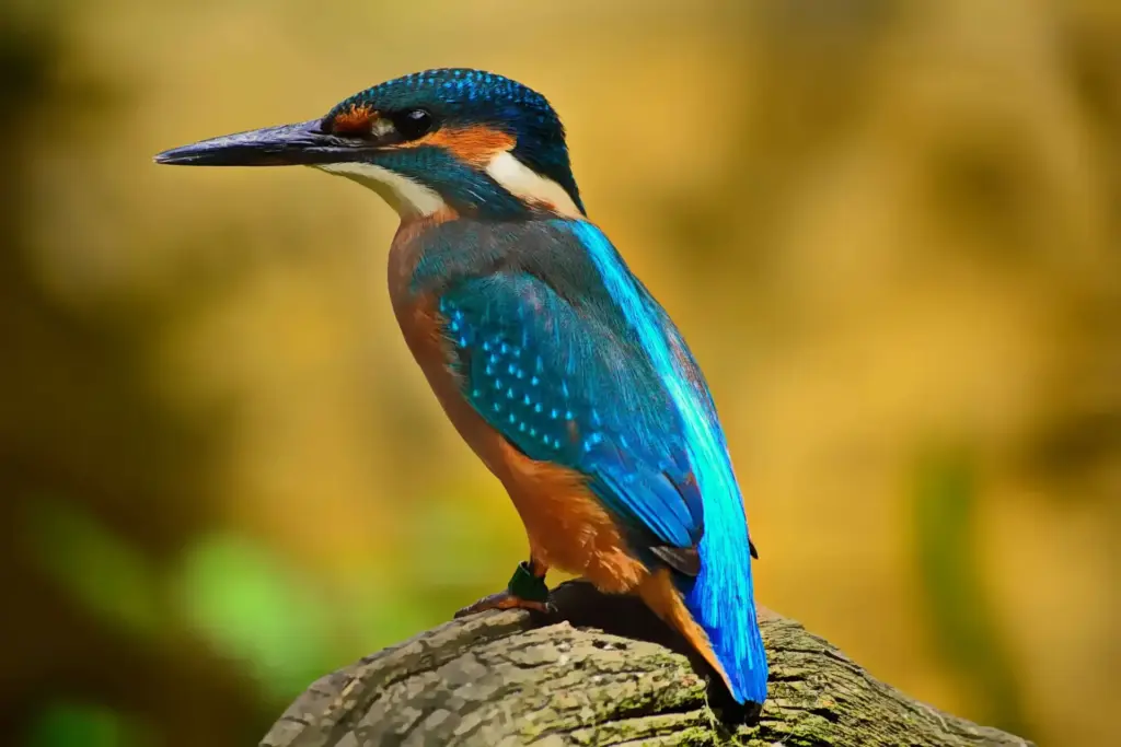 Image gallery image